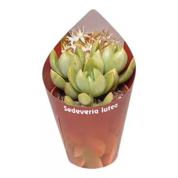 ×Sedeveria 'Lutea'