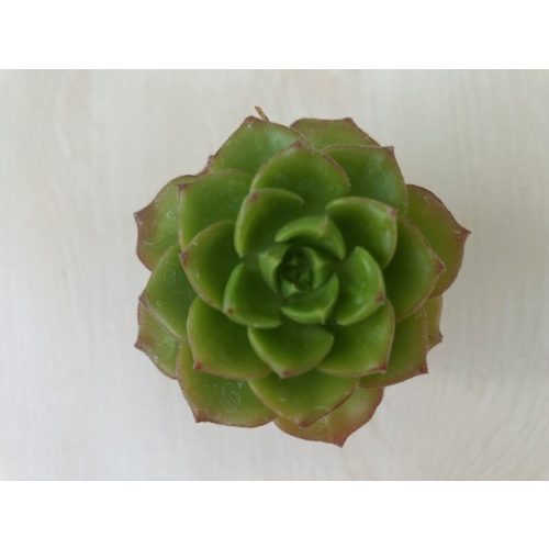 Sedeveria letizia