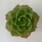 Sedeveria letizia