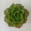 Sedeveria letizia