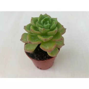 Sedeveria letizia