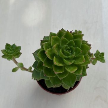 Sedeveria letizia