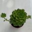 Sedeveria letizia
