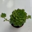 Sedeveria letizia