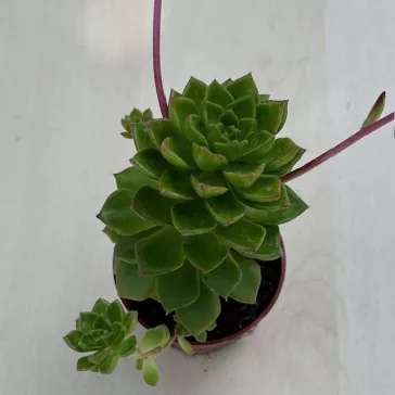 Sedeveria letizia
