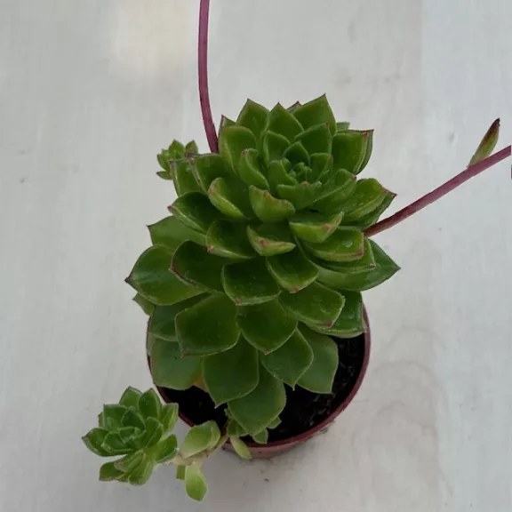 Sedeveria letizia Sedeveria letizia