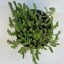 Sedum acre