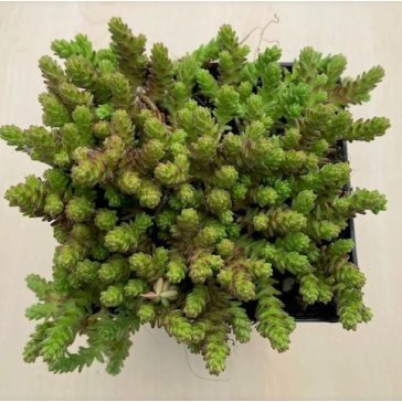 Sedum acre
