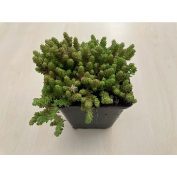 Sedum acre