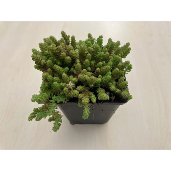 Sedum acre