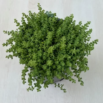 Sedum album var micranthum