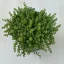 Sedum album var micranthum