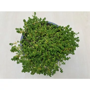 Sedum album var micranthum