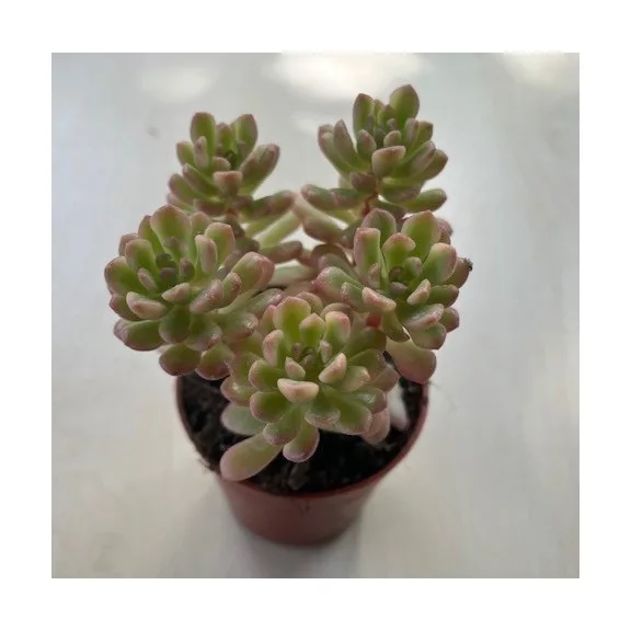 Sedum alice Sedum alice