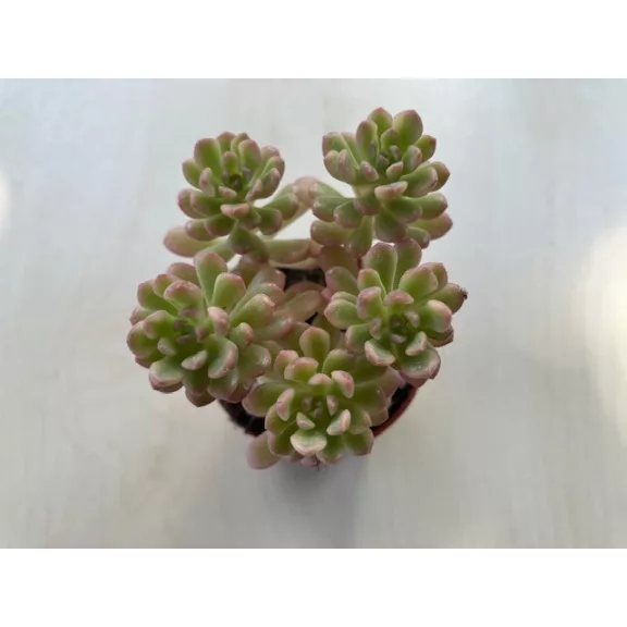 Sedum alice Sedum alice