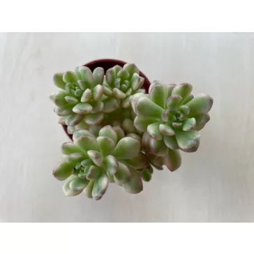 Sedum alice