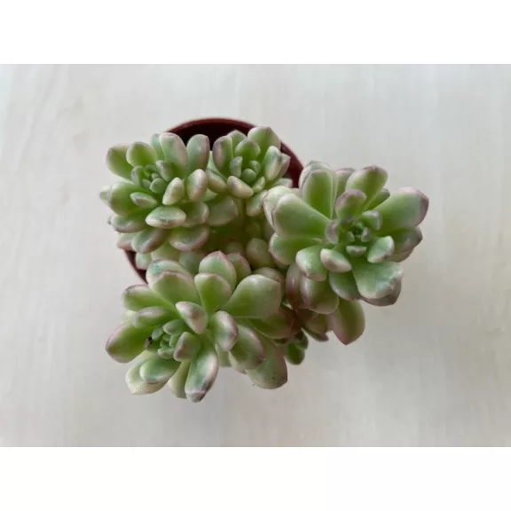 Sedum alice Sedum alice