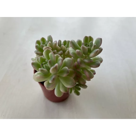 Sedum alice Sedum alice