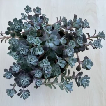Sedum spathulifolium ‘Cape Blanco’