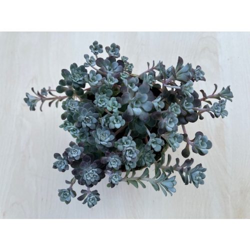 Sedum spathulifolium ‘Cape Blanco’