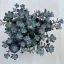 Sedum spathulifolium ‘Cape Blanco’