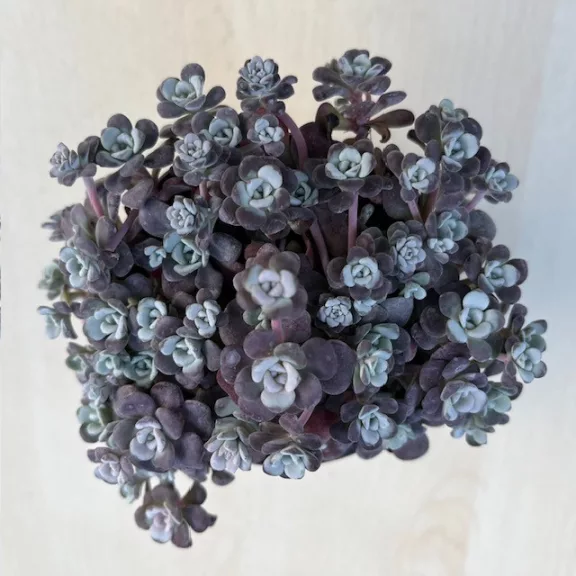 Sedum spathulifolium ‘Cape Blanco’ Sedum spathulifolium ‘Cape Blanco’