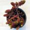 Sedum polytrichoides 