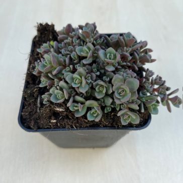 Sedum cyaneum
