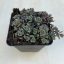 Sedum cyaneum