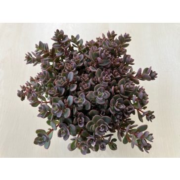 Sedum cyaneum
