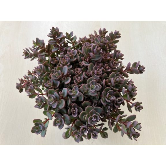 Sedum cyaneum