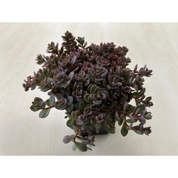 Sedum cyaneum