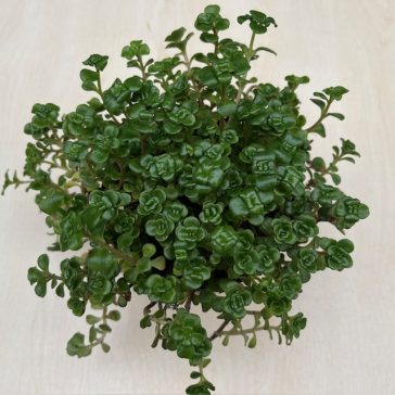 Sedum 'Green Mound'