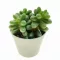 Sedum hernandezii