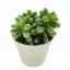 Sedum hernandezii