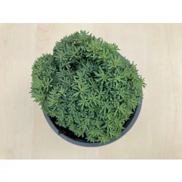 Sedum japonicum 'Tokyo Sun Green'