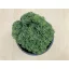 Sedum japonicum 'Tokyo Sun Green'