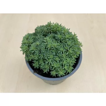 Sedum japonicum 'Tokyo Sun Green'