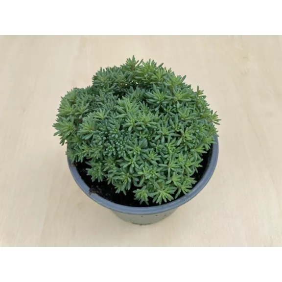 Sedum japonicum 'Tokyo Sun Green'