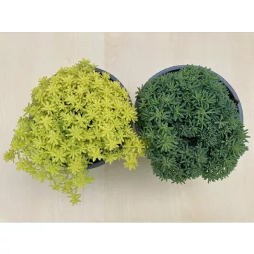 Sedum japonicum 'Tokyo Sun Green'