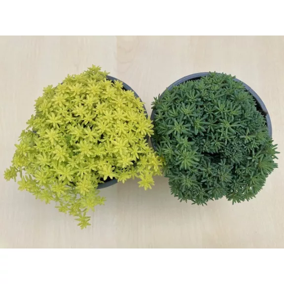 Sedum japonicum 'Tokyo Sun Green'