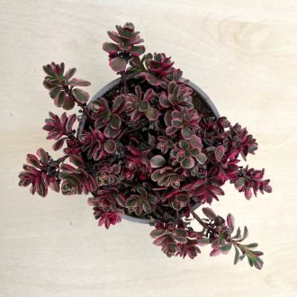 Sedum kamtschaticum 'Tricolor'