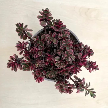 Sedum kamtschaticum 'Tricolor'