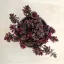 Sedum kamtschaticum 'Tricolor'