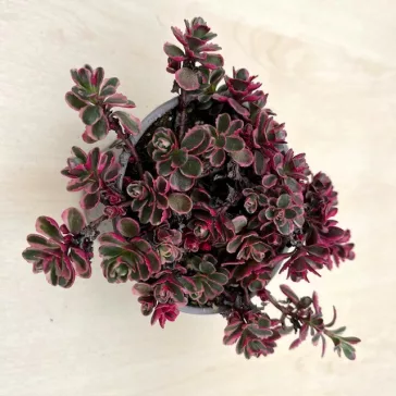 Sedum kamtschaticum 'Tricolor'