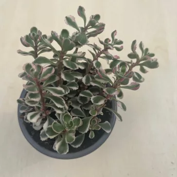 Sedum kamtschaticum 'Tricolor'