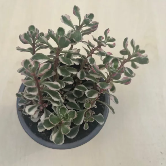Sedum kamtschaticum 'Tricolor'