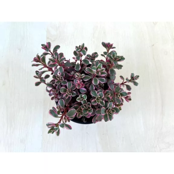 Sedum kamtschaticum 'Tricolor'