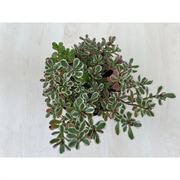 Sedum kamtschaticum 'Tricolor'