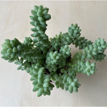 Sedum morganianum 
